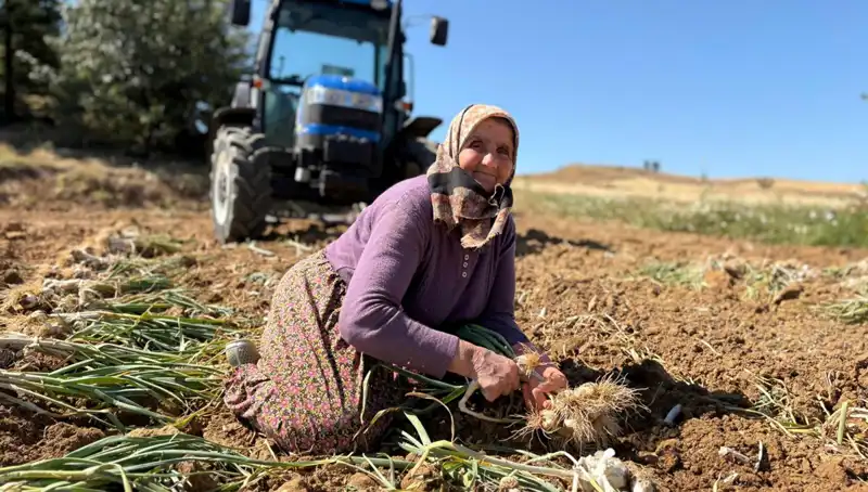 Selenyum Zengini Tarım Mucizesi: Tarladan Bin 200 Liraya Toplanıyor