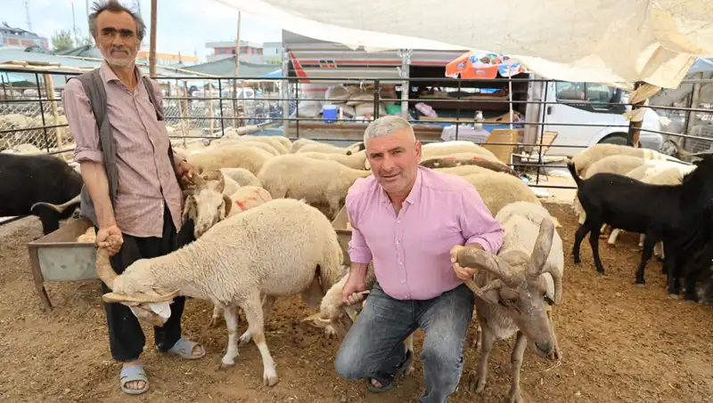 Kurban Pazarının Yıldızı: 4 Boynuzlu Koçlar Neden Bu Kadar İlgi Görüyor?