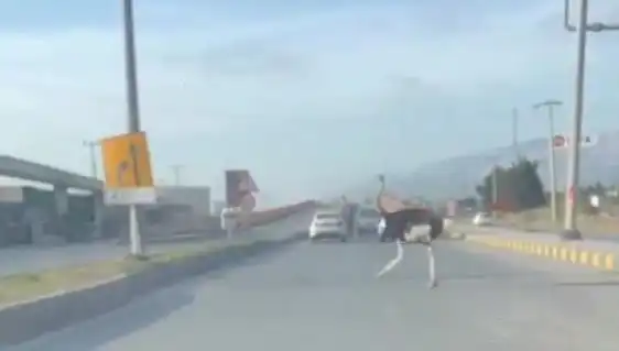 Trafikte Deve Kuşu Görülmesiyle Şaşkınlık Yaratan Olay!