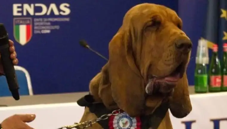 Arama Köpeğine Şok Saldırı: Çivili Sosisle Suikast Gerçekleşti!