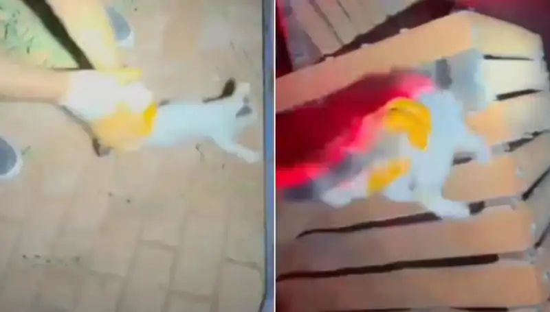 Gece Yarısı Aniden Gelen Kedi Kurtarma Operasyonu İtfaiyeyi Harekete Geçirdi