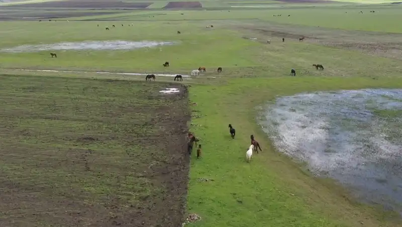 Kars'ın Parlayan Doğasında Yılkı Atlarının Büyüleyici Dansı