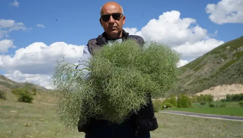 Doğanın Protein Deposunu Toplamak İçin 15 Kilometre Yol Gidiyorlar