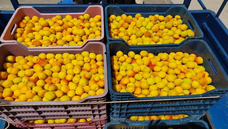 İlk Hasat İle Tarımda Yüzler Gülüyor: 500 TL’den Alıcı Buldu!