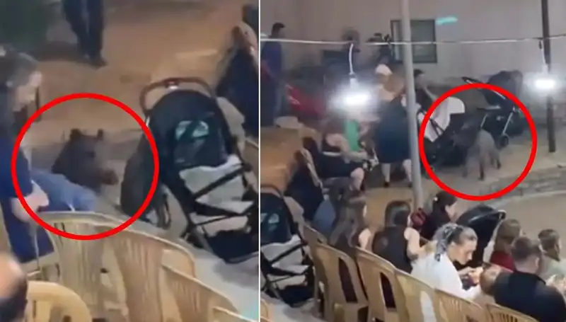 Düğün Törenine Giren Yaban Domuzu, Katılımcıları Korkuttu!