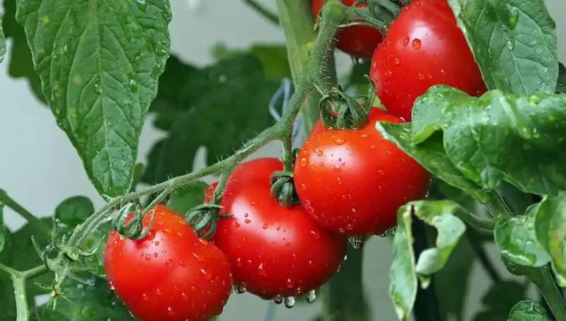 Domateslerin Geçmişine Yolculuk: İnsan Sağlığına Etkileri Araştırılıyor