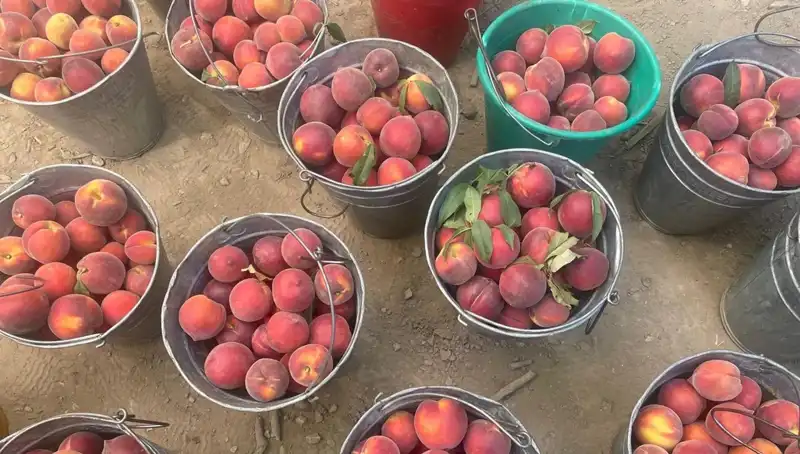 2023 Hasat Sezonu Başladı: Çiftçi Kilogramda 100 Lira Gelir Elde Ediyor!