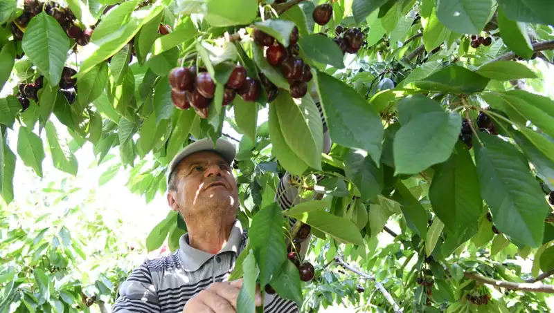 Lapseki Devi: Çay Bardağına Sığmayan Devasa Meyve Tam 8 Kilo!