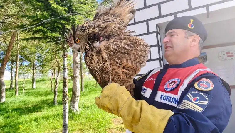 Dikenli Tellere Takılan Puhu: Doğanın Zor Durumda Kaldığı Olay