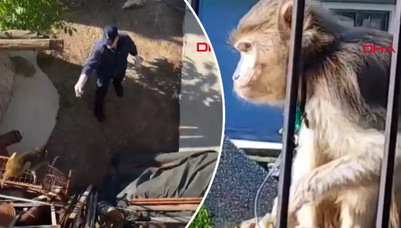 Muğla'da Mahalleliyi Korkutan Maymun Kovalamacası!