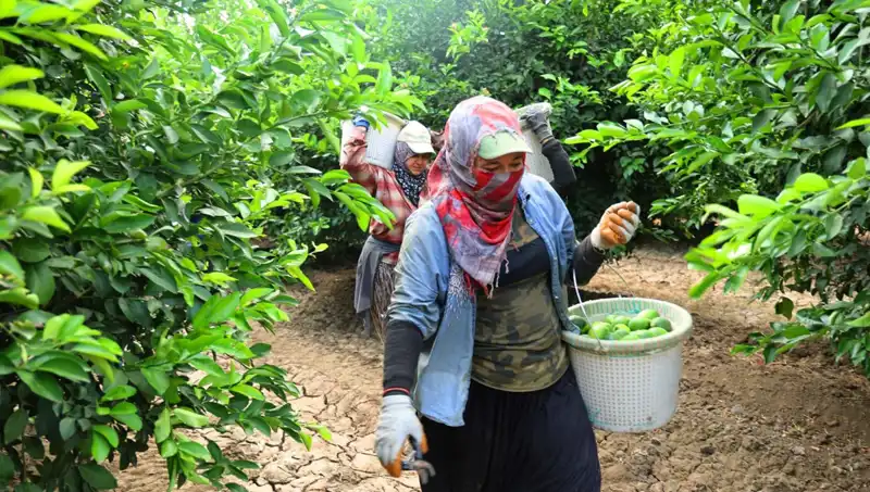 Market Fiyatları Uçuşa Geçti: Kilo Başına 150 Lira Eşiği Aşıldı