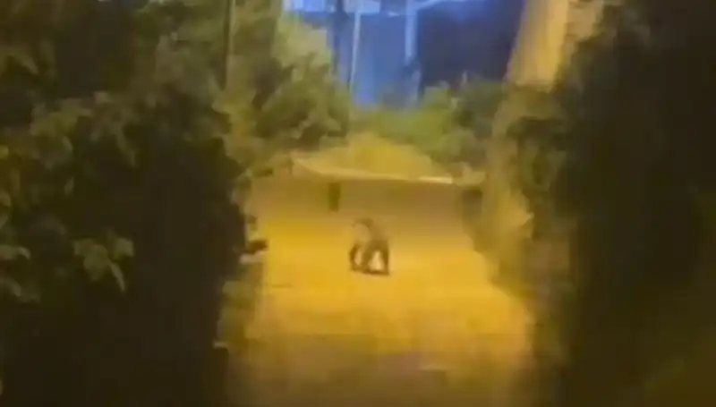 Gümüşhane'de İlginç Bir Olay: Şehir Merkezine Ayı İndi!